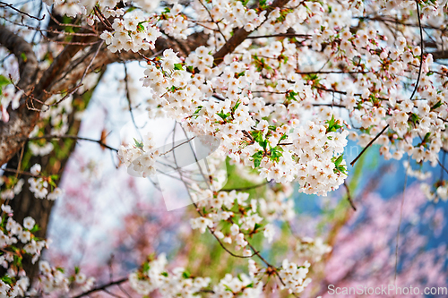 Image of Blooming sakura cherry blossom