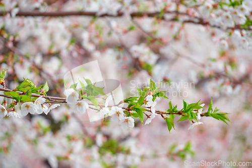 Image of Blooming sakura cherry blossom