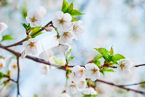 Image of Blooming sakura cherry blossom