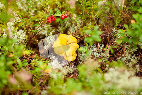 Image of chanterelle mushroom growing in autumn forest