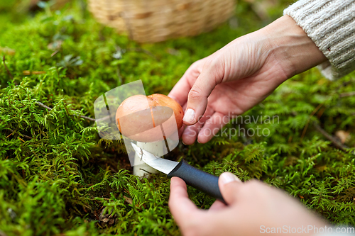 Image of young woman picking mushrooms in autumn forest