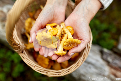 Image of close up of woman holding chanterelle mushrooms