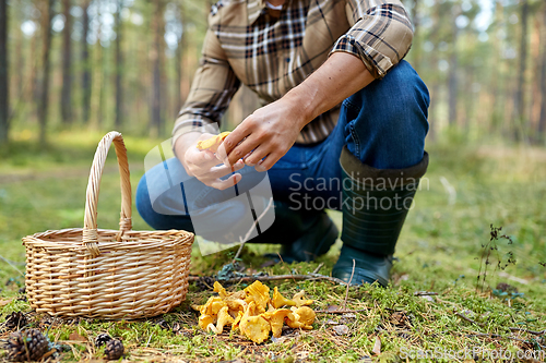 Image of man with basket picking mushrooms in forest