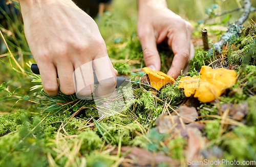 Image of close up of man picking mushrooms in autumn forest