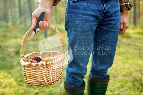 Image of man with basket picking mushrooms in forest