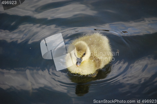 Image of chick