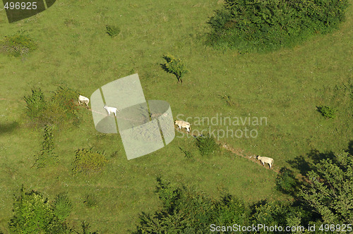 Image of cows walking on a meadow path