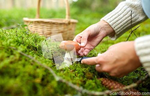 Image of young woman picking mushrooms in autumn forest