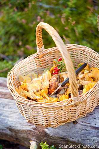 Image of close up of mushrooms in basket in forest