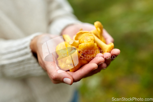 Image of close up of woman holding chanterelle mushrooms