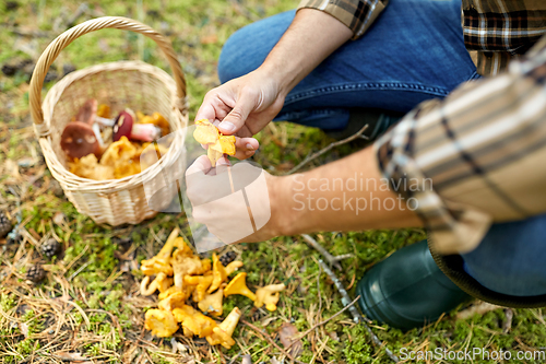 Image of man with basket picking mushrooms in forest