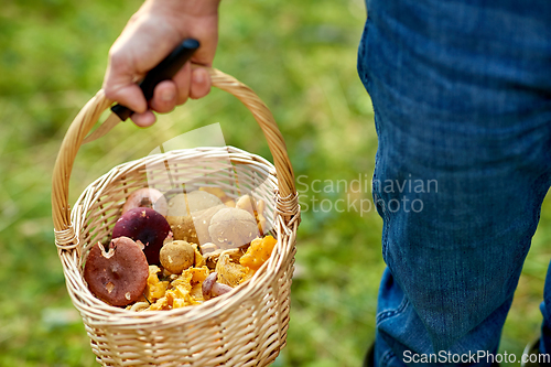 Image of man with basket picking mushrooms in forest