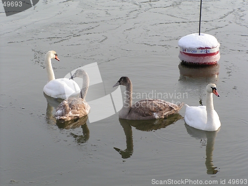 Image of Swans