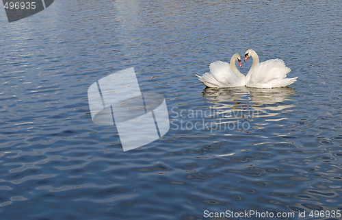 Image of Swan Couple