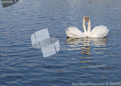 Image of Swan Couple
