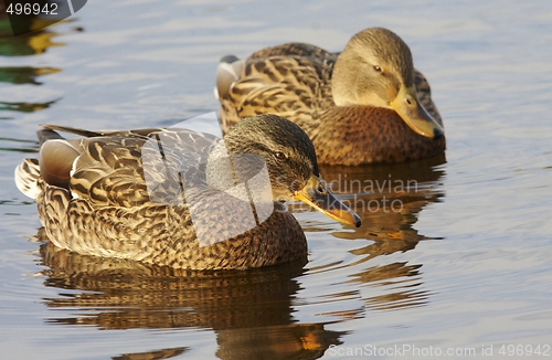 Image of Mallard in the water. 