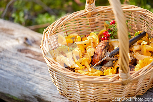 Image of close up of mushrooms in basket in forest