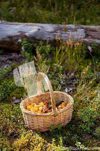 Image of close up of mushrooms in basket in forest