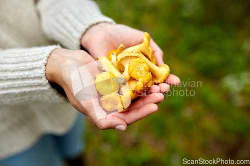 Image of close up of woman holding chanterelle mushrooms