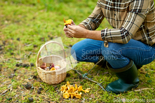 Image of man with basket picking mushrooms in forest