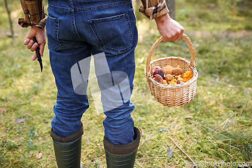 Image of man with basket picking mushrooms in forest