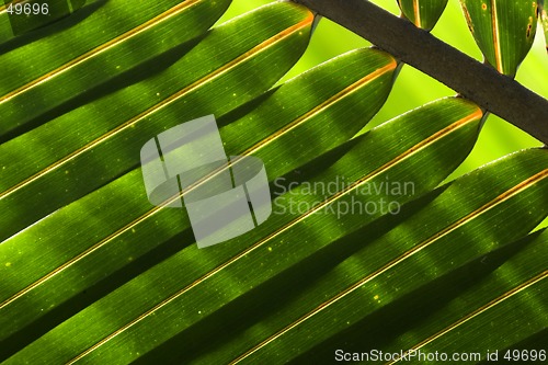 Image of Palm Leaf