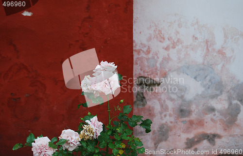 Image of Roses