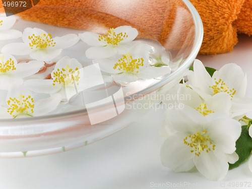 Image of series flowers: branch of fresh jasmine