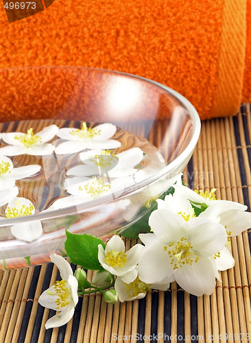 Image of series flowers: branch of fresh jasmine