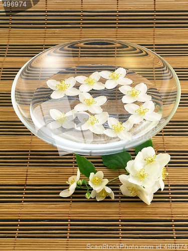 Image of series flowers: branch of fresh jasmine