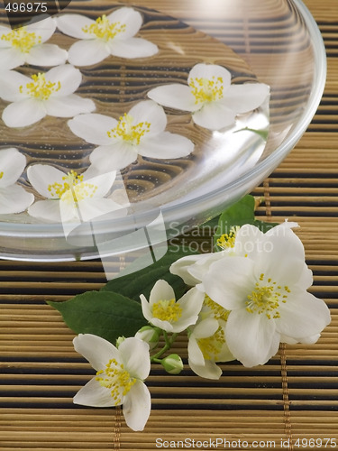 Image of series flowers: branch of fresh jasmine