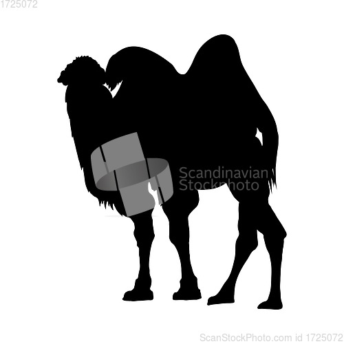 Image of Camel Silhouette