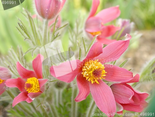 Image of Pasque-flower