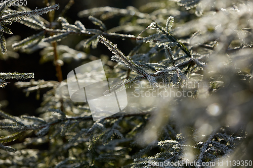 Image of Pine tree branches covered with snow