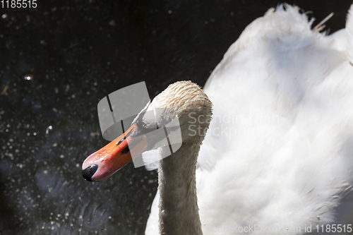 Image of white swan with dirty head