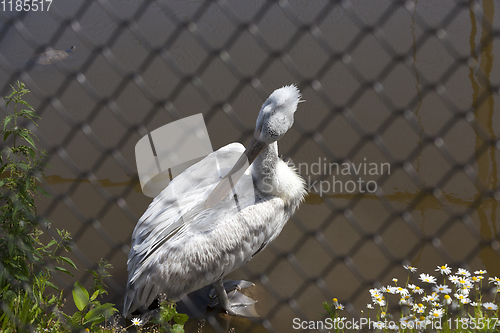 Image of white pelican