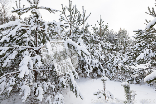 Image of Snow drifts in winter