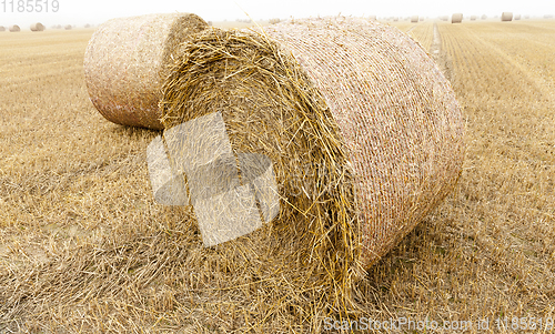 Image of cylindrical bales of straw