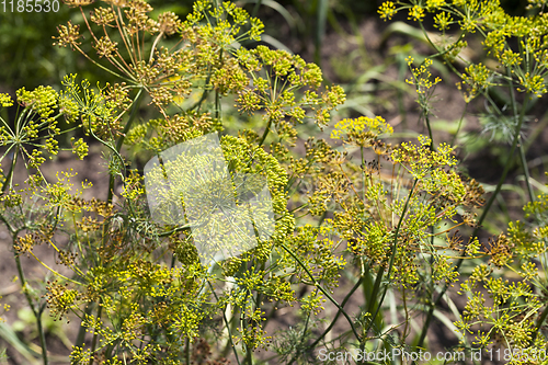 Image of soft dill umbrellas