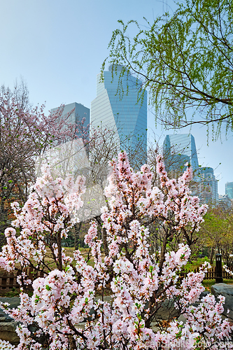 Image of Yeouido Park in Seoul, Korea