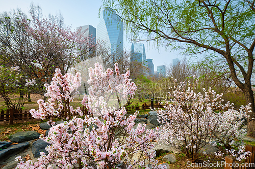 Image of Yeouido Park in Seoul, Korea