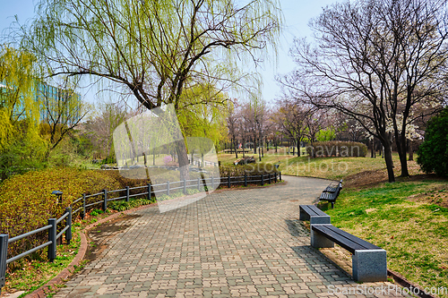 Image of Yeouido Park in Seoul, Korea