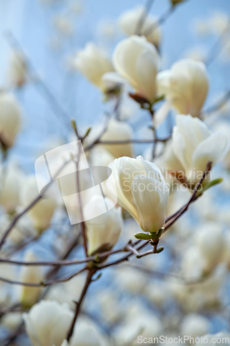 Image of Blloming flowers on a tree in spring