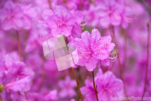 Image of Rhododendron Mucronulatum Korean Rhododendron flower