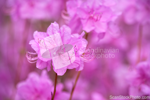 Image of Rhododendron Mucronulatum Korean Rhododendron flower