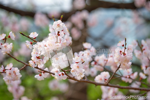 Image of Blooming sakura cherry blossom