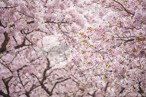 Image of Blooming sakura cherry blossom