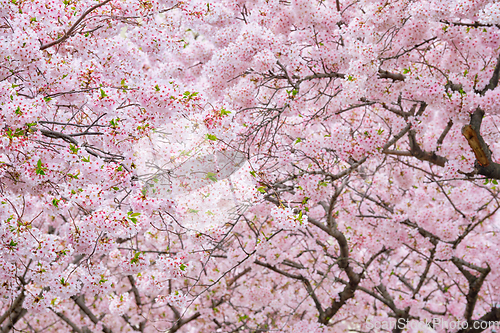 Image of Blooming sakura cherry blossom