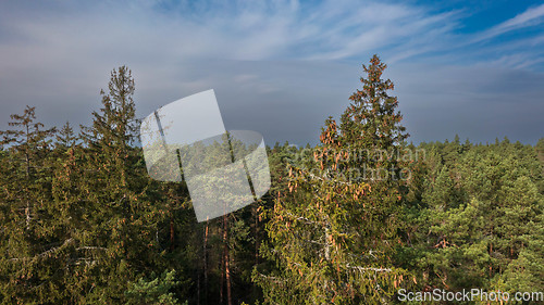 Image of Drone view og coniferous trees tops