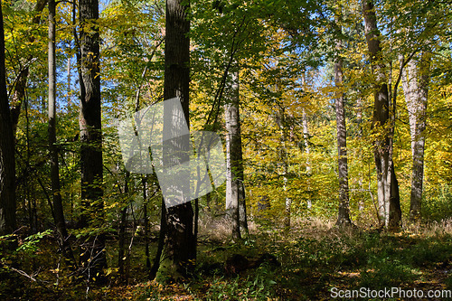 Image of Old deciduous forest in summer afternoon